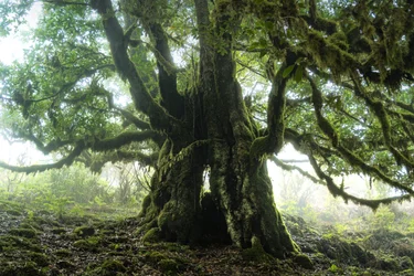 Der Wald bleibt III