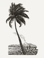 Palme mit einer Insel (ca. 1891–1941)