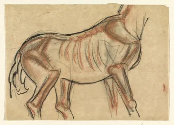 Skelett eines Pferdes