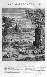 Sumpf, 1615