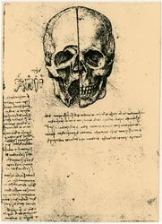 Anatomische Skizze eines menschlichen Schädels