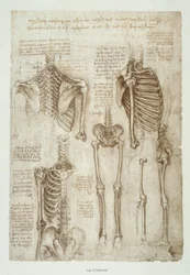 Anatomiestudien