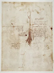 Anatomiestudien
