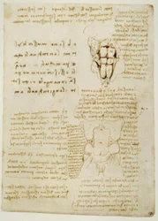 Anatomiestudien