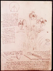 Notizen und Skizzen zur Botanik und Geometrie: Narzisse. Zeichnung auf Doppelseite eines Manuskripts von Leonardo da Vinci