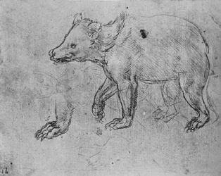 Studie eines Bären, um 1480, 1945