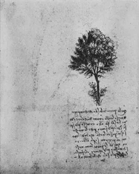 Studie eines Baumes, ca. 1480