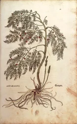 Spargel von Leonhart Fuchs aus De historia stirpium commentarii insignes, kolorierte Gravur