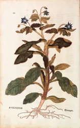 Borretsch von Leonhart Fuchs aus De historia stirpium commentarii insignes, kolorierte Gravur