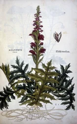 Botanische Tafel: Akanthus oder Akanthus - in „De Historia Stirpium commentarii insignias“ von Leonhart Fuchs