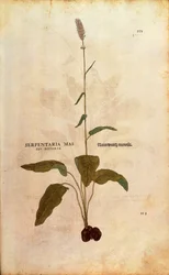 Schlangen-Knöterich - Persicaria bistorta von Leonhart Fuchs aus De historia stirpium commentarii insignes, kolorierte Gravur