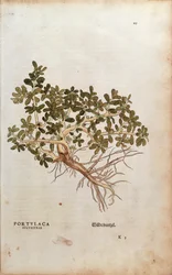 Portulak - Portulaca oleracea (Portulaca sylvestris) von Leonhart Fuchs aus De historia stirpium commentarii insignes (Bemerkenswerte Kommentare zur Geschichte der Pflanzen), kolorierte Gravur