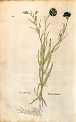 Kornblume (Centaurea cyanus) von Leonhart Fuchs aus De historia stirpium commentarii insignes (Bemerkenswerte Kommentare zur Geschichte der Pflanzen), kolorierte Gravur