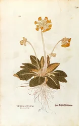 Schlüsselblume - Primula veris officinalis (Verbasculum odoratum) von Leonhart Fuchs aus De historia stirpium commentarii insignes (Bemerkenswerte Kommentare zur Geschichte der Pflanzen), kolorierte Gravur