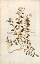 Ackerwinde - Convolvulus arvensis (Helxine cissampelos) von Leonhart Fuchs aus De historia stirpium commentarii insignes (Bemerkenswerte Kommentare zur Geschichte der Pflanzen), kolorierter Stich