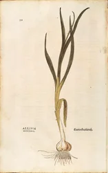 Knoblauch - Allium sativum (Allium hortense) von Leonhart Fuchs aus De historia stirpium commentarii insignes (Bemerkenswerte Kommentare zur Geschichte der Pflanzen), kolorierte Gravur