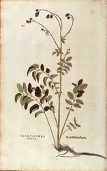 Großer Wiesenknopf - Sanguisorba officinalis (Sanguisorba major) von Leonhart Fuchs aus De historia stirpium commentarii insignes (Bemerkenswerte Kommentare zur Geschichte der Pflanzen), kolorierte Gravur