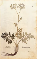 Schweinsfenchel - Peucedanum cervaria (Dauci tertium genus) von Leonhart Fuchs aus De historia stirpium commentarii insignes (Bemerkenswerte Kommentare zur Geschichte der Pflanzen), kolorierte Gravur