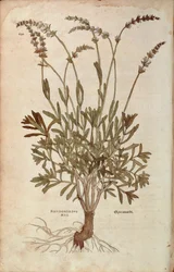 Lavendel - Lavandula spica von Leonhart Fuchs aus De historia stirpium commentarii insignes, kolorierte Gravur