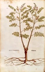 Süßholz (Glycyrrhiza glabra) von Leonhart Fuchs aus De historia stirpium commentarii insignes (Bemerkenswerte Kommentare zur Geschichte der Pflanzen), kolorierte Gravur