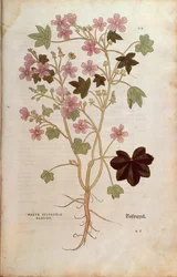 Malve von Leonhart Fuchs aus De historia stirpium commentarii insignes, kolorierte Gravur