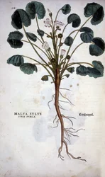 Malva Sylvestris (Große Malve) - in „De Historia Stirpium commentarii insignia“ von Leonhart Fuchs