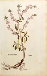 Seidelbast - Daphne mezereum von Leonhart Fuchs aus De historia stirpium commentarii insignes, kolorierte Gravur