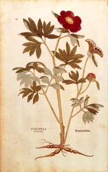 Pfingstrose - Paeonia officinalis (Paeonia foemina) von Leonhart Fuchs aus De historia stirpium commentarii insignes (Bemerkenswerte Kommentare zur Geschichte der Pflanzen), kolorierte Gravur
