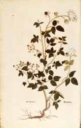 Tafel: Brombeere von Leonhart Fuchs aus De historia stirpium commentarii insignes, kolorierte Gravur