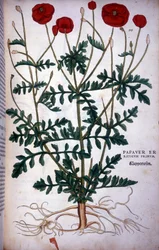 Mohn in - in „De Historia Stirpium commentarii badges,...“ von Leonhart Fuchs.