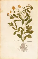 Ringelblume - Calendula officinalis von Leonhart Fuchs aus De historia stirpium commentarii insignes, kolorierte Gravur