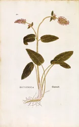 Purpur-Betonie oder Bischofskraut - Stachys officinalis (Betonica) von Leonhart Fuchs aus De historia stirpium commentarii insignes (Bemerkenswerte Kommentare zur Geschichte der Pflanzen), kolorierter Stich