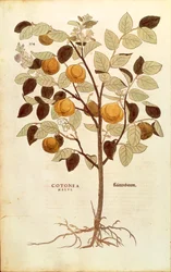 Quitte - Cydonia oblonga von Leonhart Fuchs aus De historia stirpium commentarii insignes, kolorierte Gravur