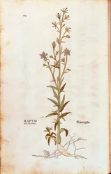 Rapunzel-Glockenblume - Campanula rapunculus (Rapum sylvestre) aus De historia stirpium commentarii insignes (Bemerkenswerte Kommentare zur Geschichte der Pflanzen), kolorierter Stich