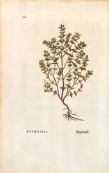 Roter Augentrost von Leonhart Fuchs aus De historia stirpium commentarii insignes, kolorierte Gravur