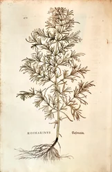 Rosmarin (Rosmarinus officinalis)