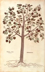 Kleinblättrige Linde - Tilia cordata (Tilia foemina) von Leonhart Fuchs aus De historia stirpium commentarii insignes (Bemerkenswerte Kommentare zur Geschichte der Pflanzen), kolorierter Stich