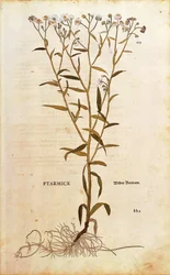 Bertramsgarbe - Achillea ptarmica von Leonhart Fuchs aus De historia stirpium commentarii insignes, kolorierte Gravur