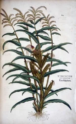 Turcicum Frumentum (Mais) - in „De Historia Stirpium commentarii insignes“ von Leonhart Fuchs