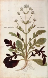 Baldrian - Valeriana officinalis (Phu magnum) von Leonhart Fuchs aus De historia stirpium commentarii insignes (Bemerkenswerte Kommentare zur Geschichte der Pflanzen), kolorierte Gravur