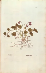 Veilchen von Leonhart Fuchs aus De historia stirpium commentarii insignes, kolorierte Gravur