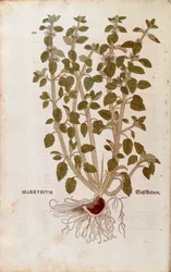 Weißer Andorn (Marrubium vulgare) von Leonhart Fuchs aus De historia stirpium commentarii insignes (Bemerkenswerte Kommentare zur Geschichte der Pflanzen), kolorierter Stich