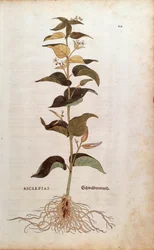 Weiße Schwalbenwurz - Cynanchum vincetoxicum (Asclepias) von Leonhart Fuchs aus De historia stirpium commentarii insignes (Bemerkenswerte Kommentare zur Geschichte der Pflanzen), kolorierte Gravur
