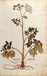 Wilde Engelwurz (Angelica sylvestris) von Leonhart Fuchs aus De historia stirpium commentarii insignes (Bemerkenswerte Kommentare zur Geschichte der Pflanzen), kolorierte Gravur