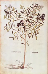 Wilder Liguster (Ligustrum vulgare) aus De historia stirpium commentarii insignes (Bemerkenswerte Kommentare zur Geschichte der Pflanzen), kolorierter Stich