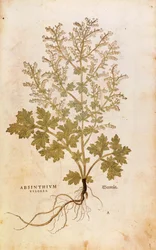 Wermut - Artemisia absinthium von Leonhart Fuchs aus De historia stirpium commentarii insignes, kolorierte Gravur