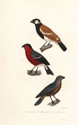 Réunion-Gimpelarten, Eurasischer Gimpel und Blauammer