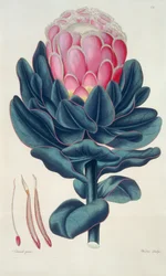 Protea speciosa, Perigonia pistillum (pl.12) aus 