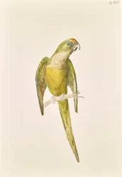 Papagei