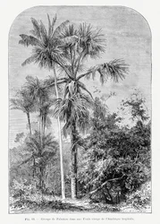 Vintage Palmenzeichnung Iv